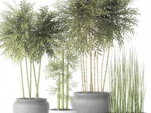 alberi di bamb&ugrave; Modello 3D