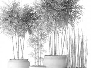 alberi di bamb&ugrave; Modello 3D