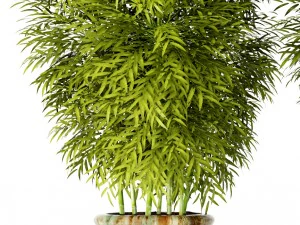 bamboo collection 3D Model