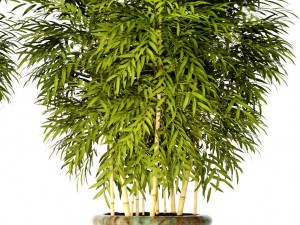 bamboo collection Modelo 3D