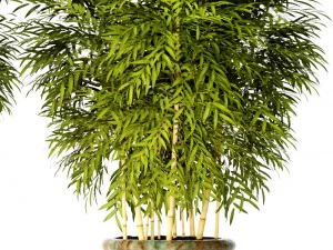 bamboo collection 3D Model