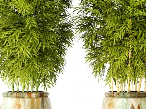 bamboo collection 3D Model