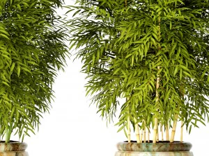 bamboo collection 3D Model