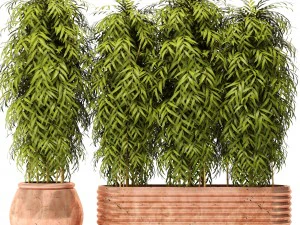 bamboe collectie 3D Model