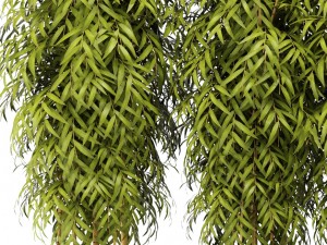 bamboo collection 3D Model