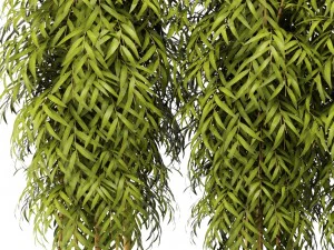 bamboo collection 3D Model