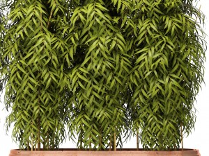 bamboo collection 3D Model