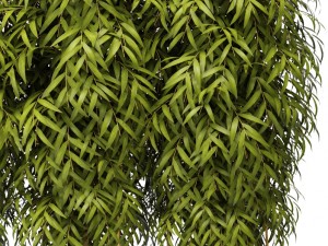 bamboo collection 3D Model