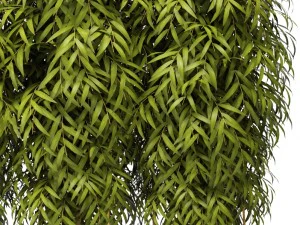 bamboo collection 3D Model