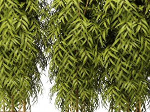 bamboo collection 3D Model