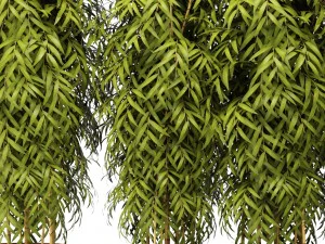 bamboo collection 3D Model