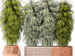 bamboo collection 3D Model