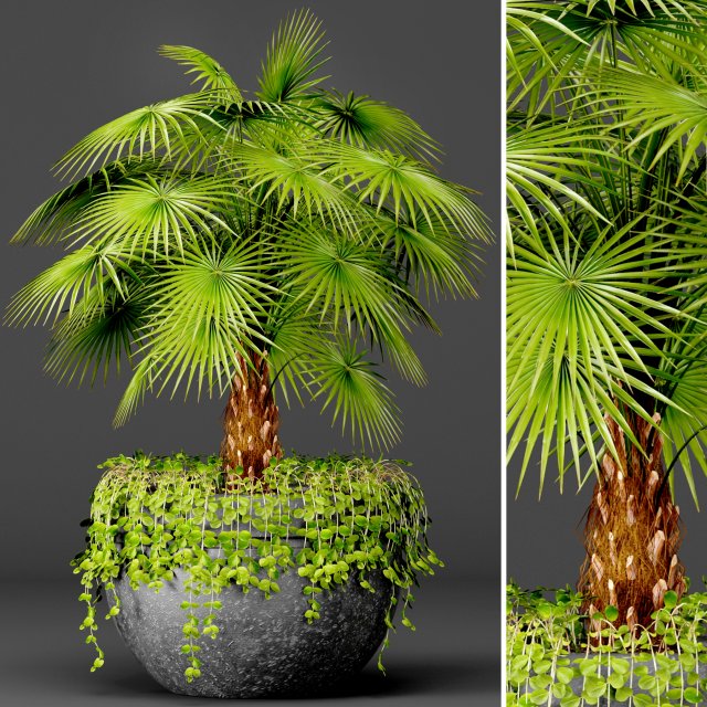palm 3D Model .c4d .max .obj .3ds .fbx .stl .blend 