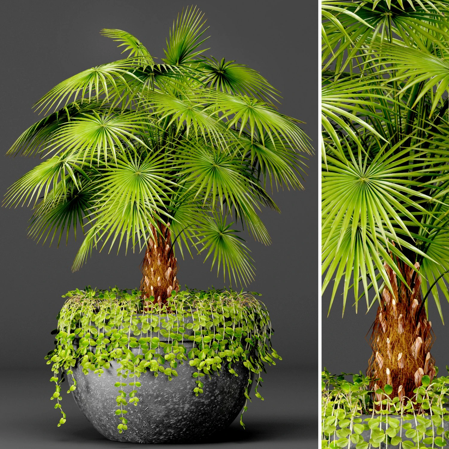 palm 3D Model .c4d .max .obj .3ds .fbx .stl .blend 