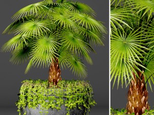 palm Model 3D