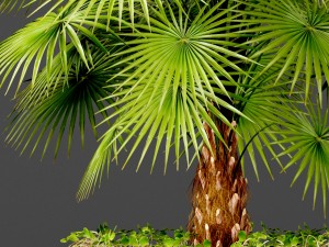 palm 3D Model