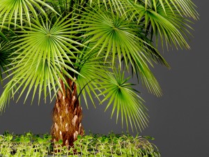 palm 3D Model