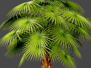palm 3D Model