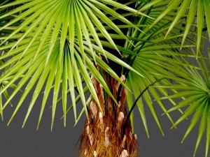 palm 3D Model