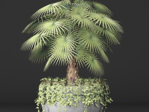 palm 3D Model