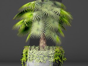 palm 3D Model