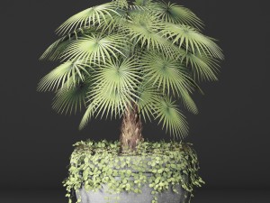 palm 3D Model