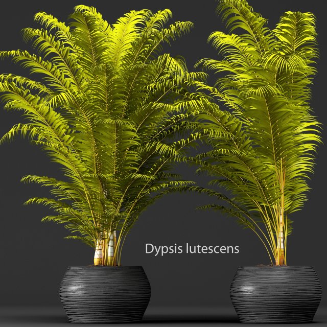 palm tree 3D 모델 .c4d .max .obj .3ds .fbx .stl .blend 