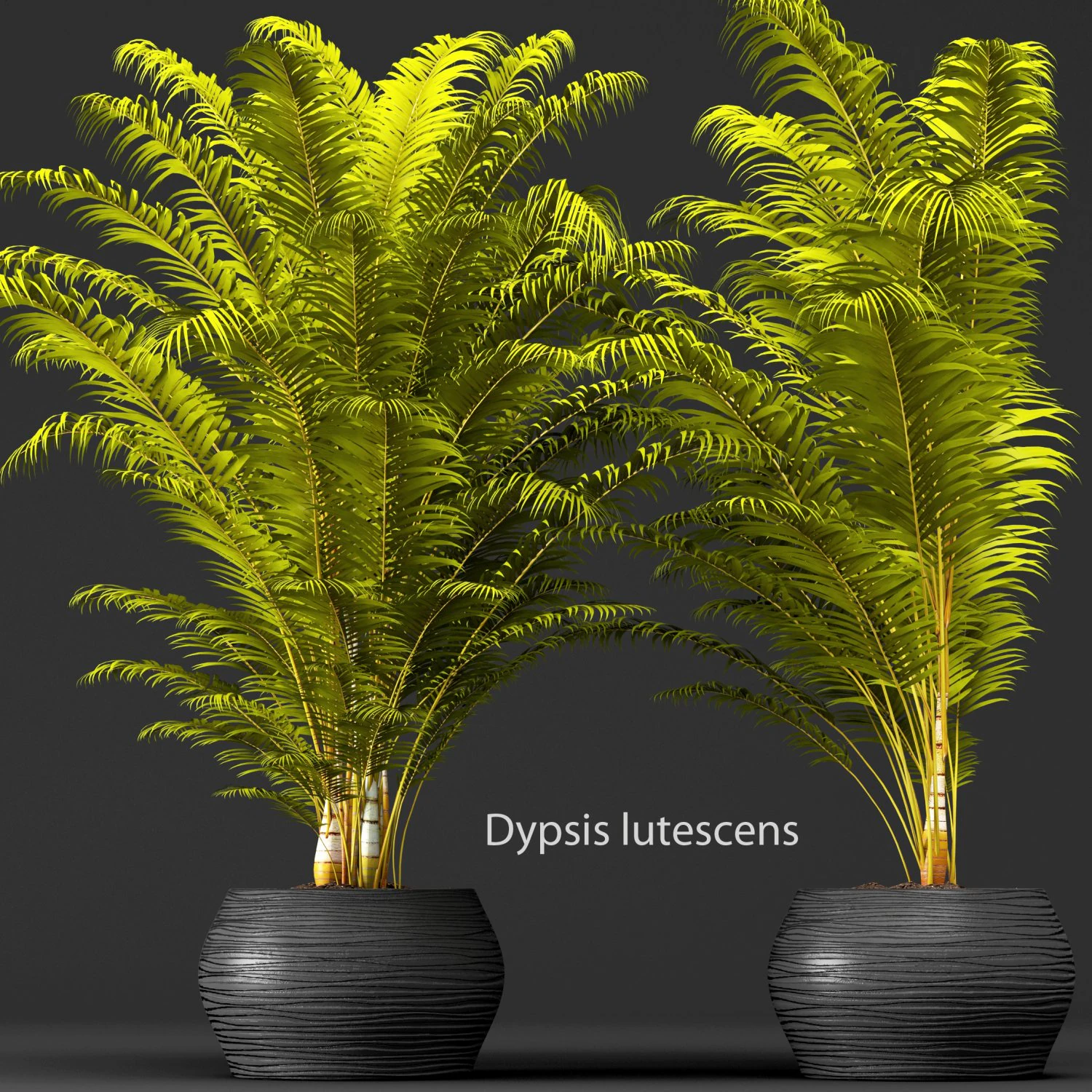 야자수 3D 모델 .c4d .max .obj .3ds .fbx .stl .blend 