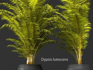 खजूर का पेड़ 3D मॉडल