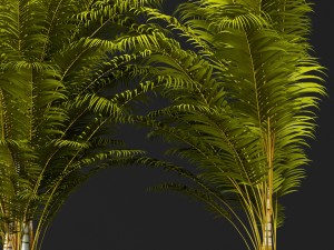 palm tree 3D 모델