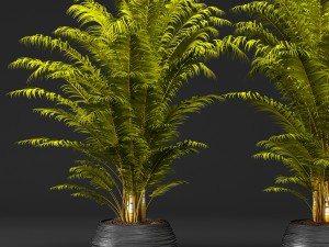 palm tree 3D 모델