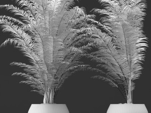 palm tree 3D 모델