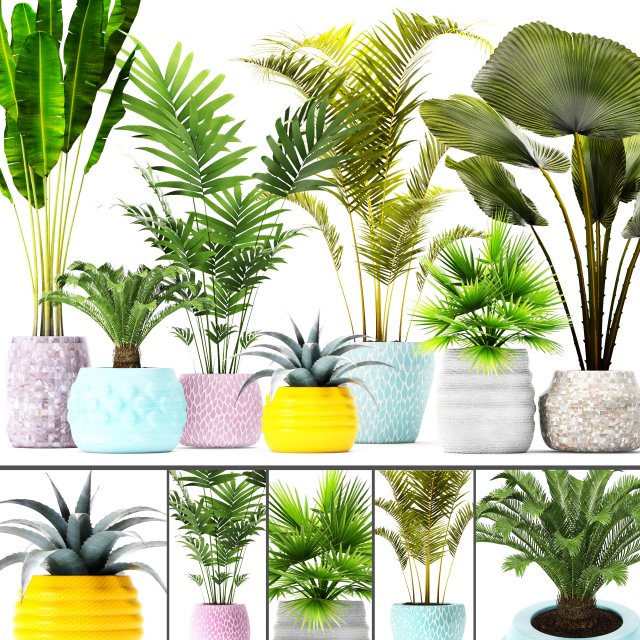 palm collection Model 3D .c4d .max .obj .3ds .fbx .stl .blend 