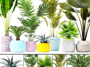 palm collection 3D-Modell