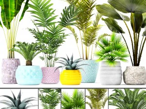 palm collectie 3D Model