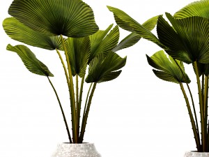 palm collection Model 3D