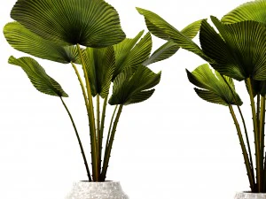 palm collectie 3D Model