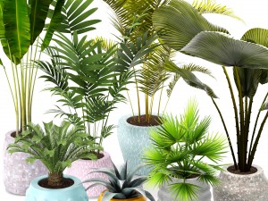 palm collection Model 3D