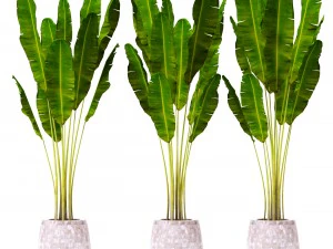 palm collectie 3D Model