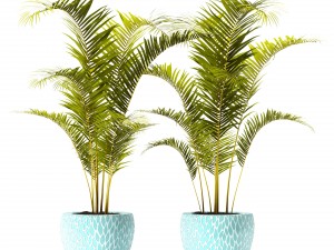 palm collection Model 3D