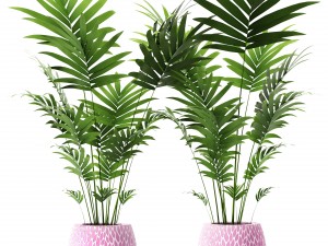 palm collection Model 3D