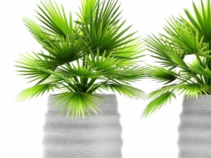 palm collection Model 3D