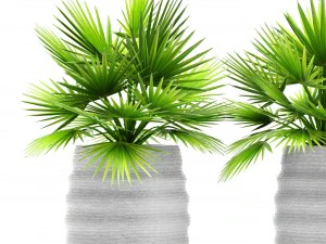palm collectie 3D Model