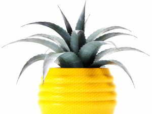palm collection Model 3D