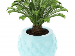 palm collection Model 3D