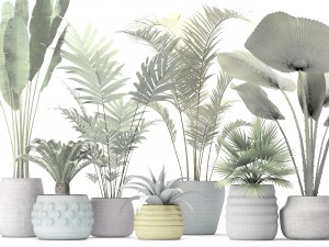 palm collection Model 3D