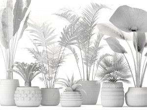 palm collection Model 3D
