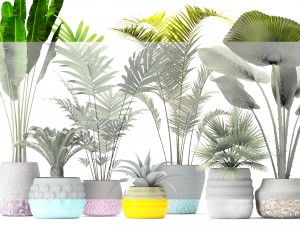 palm collection Model 3D