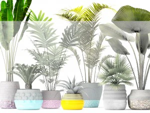 palm collectie 3D Model