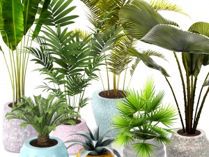 palm collection Model 3D